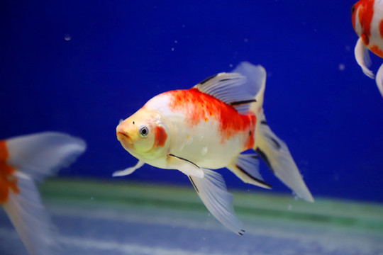 水中的金魚