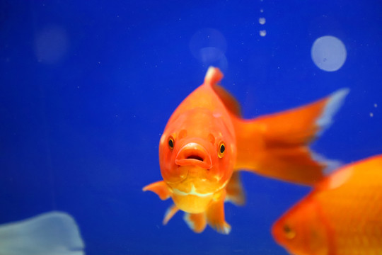 水中的金魚