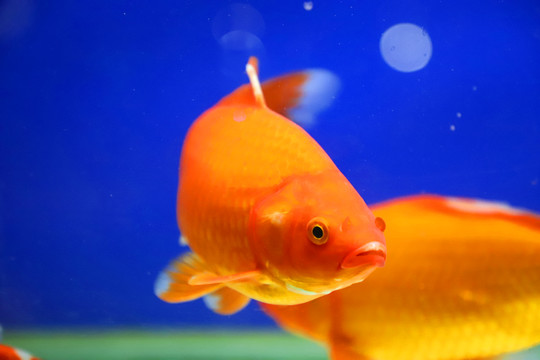 水中的金魚