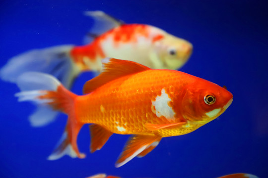 水中的金魚(yú)
