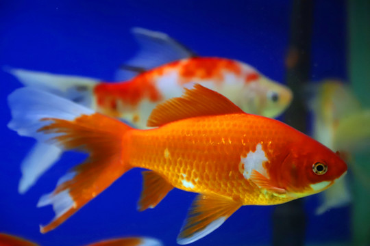 水中的金魚(yú)