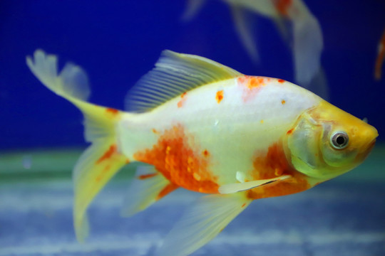 水中的金魚(yú)