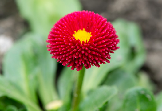 花朵花卉