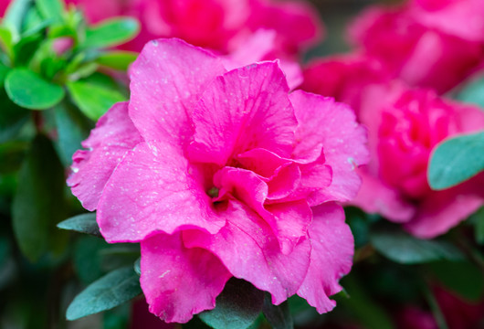 杜鵑花花朵花卉