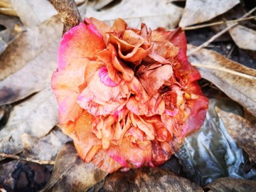 茶花