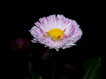 雛菊