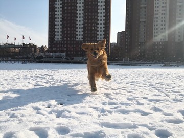 雪地里奔跑的金毛