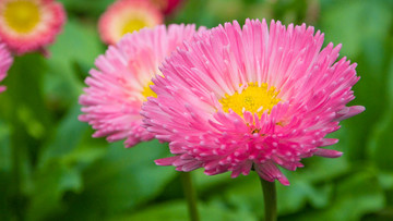 雛菊