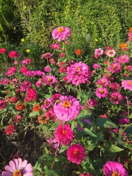 花海