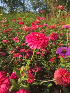 花海