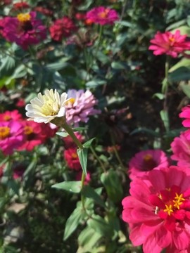 花
