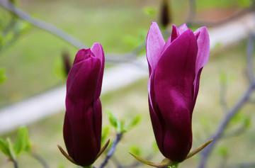 木蘭花