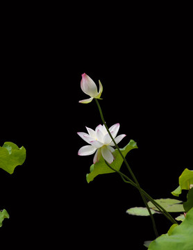 禪意荷花
