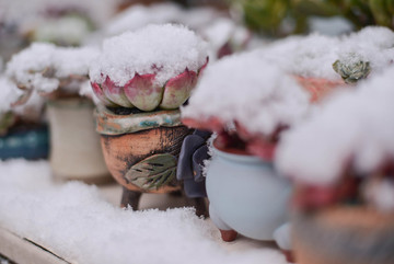 雪中