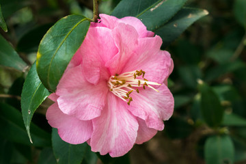 茶花
