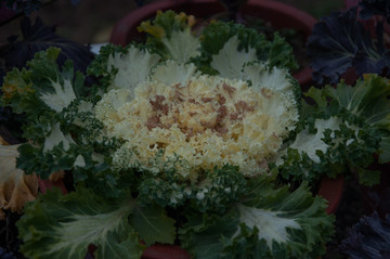 羽衣甘藍(lán)