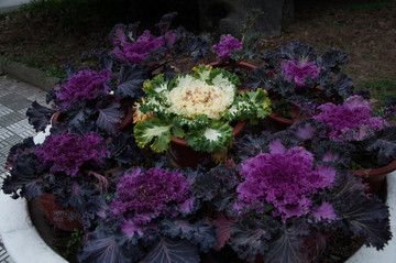羽衣甘藍(lán)