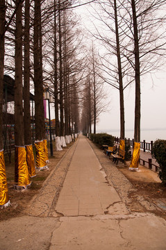 杉樹林