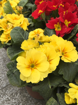 黃色櫻草花