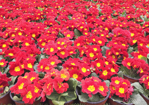 紅色櫻草花