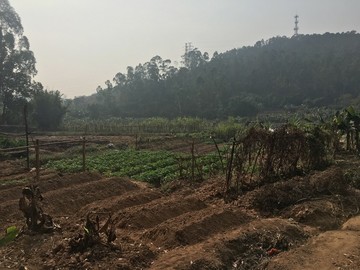 山里菜地