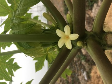 木瓜花