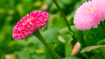 雛菊