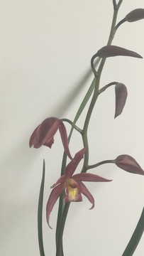 蘭花