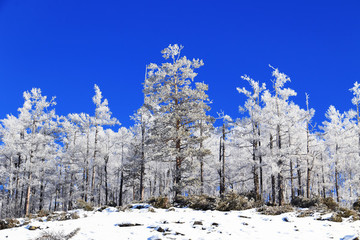 林海雪原雪林霧凇