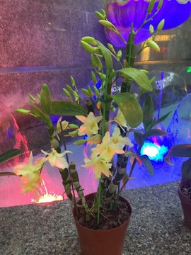 蘭花