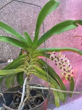 蘭花