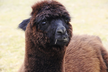 動物表情包