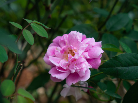薔薇月季花