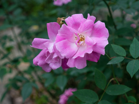 薔薇月季花