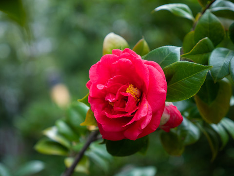 山茶花素材