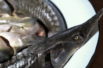 鱘魚(yú)