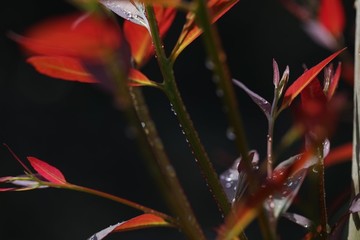 桉樹