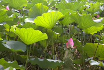 荷花池
