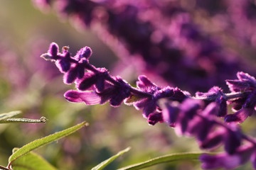 薰衣草1