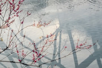 梅花