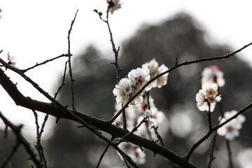 梅花