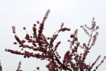 櫻花