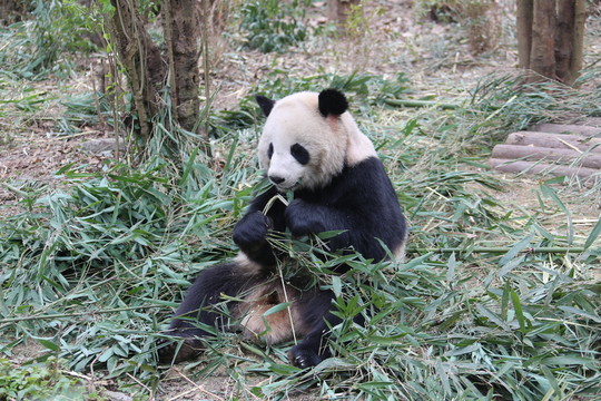 吃竹子的大熊貓