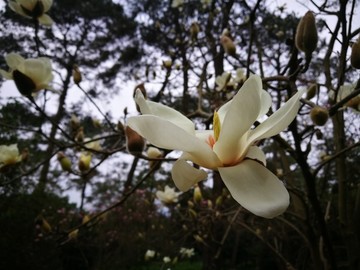 玉蘭花