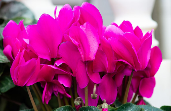 蘭花花朵花卉