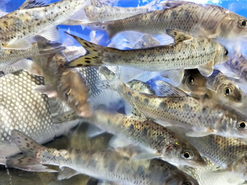 生態(tài)雅魚