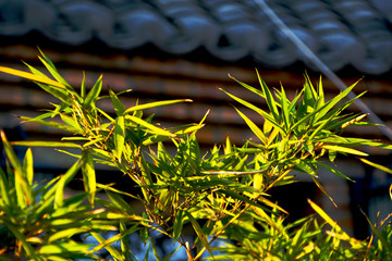 竹葉風景