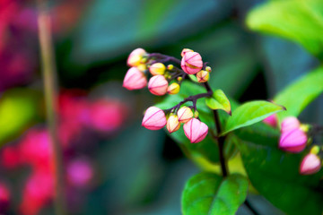龍吐珠花