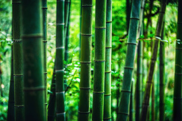 竹林特寫