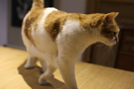 貓